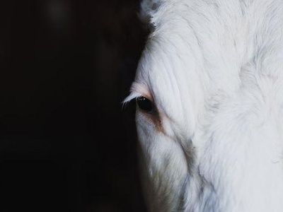 Krowy jako dostawcy kokainy. Nowa metoda przemytu.