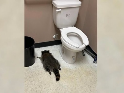 Szop włamał się do sklepu monopolowego i upił na umór