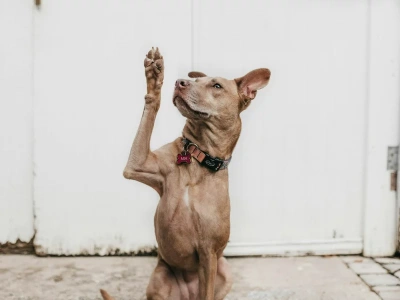 Czy twój pies jest geniuszem? Powinien mieć te trzy cechy