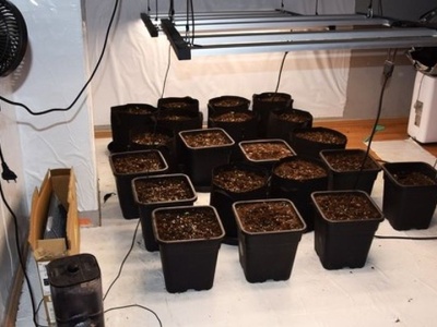 Plantacja marihuany. 30-latek z zarzutami