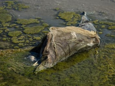 Martwe delfiny, spalone lasy, ziemia zatruta chemią. Jak wojna wpływa na przyrodę?