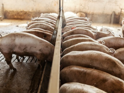 Czy ASF celowo wprowadzono do polskich zagłębi hodowli trzody?