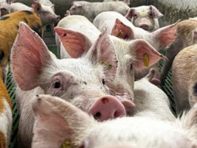 Podrzucony wirus ASF. To mógł być sabotaż