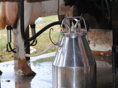Zróżnicowanie cen mleka rośnie. Podlaskie na szczycie, centrum kraju w ogonie