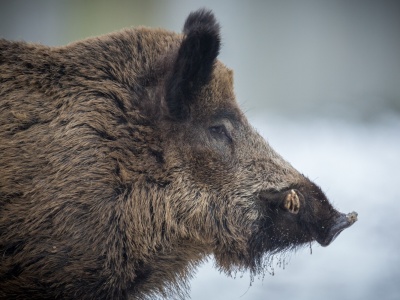 Martwy dzik w Rozprzy. Minister rolnictwa mówi o sabotażu i akcie wschodniej dywersji