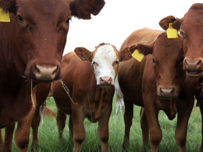 Nowe ogniska choroby niebieskiego języka. GLW potwierdza kolejne przypadki