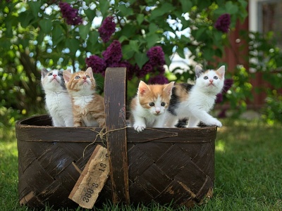 Kot domowy trafił do Europy zaledwie 2000 lat temu. Przybył z Afryki nie z Bliskiego Wschodu