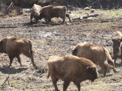 Osiem żubrów z Zagrody Pokazowej w Mucznem zakażonych gruźlicą. Decyzja o ich uśmierceniu ma uchronić bieszczadzką populację