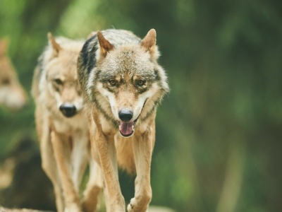 Wilki atakują ludzi i porywają dzieci. W ruch poszły drony