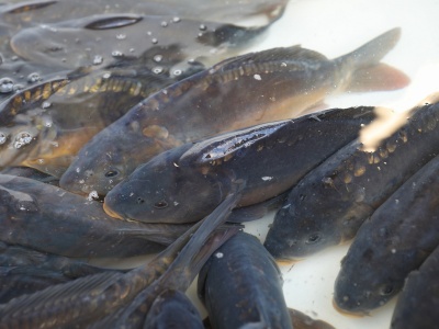 Świętokrzyski karp mimo problemów nie zdrożeje