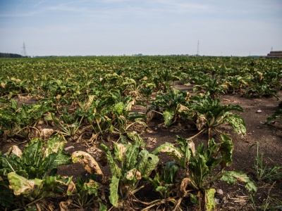 Resztki pożniwne po buraku cukrowym: jak zrobić z nich nawóz i poprawić żyzność gleby?