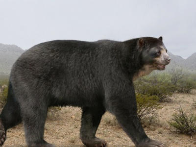 To największy niedźwiedź na Ziemi, prawdziwy rekord. Ważył ponad 1000 kg