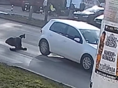 Piesza prawie uciekła, ale i tak została trafiona na pasach