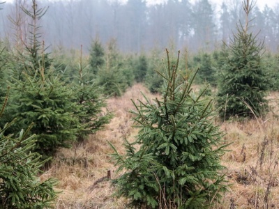 Gdzie są najtańsze choinki? Większość osób biegnie do sklepu, a tu kosztują grosze