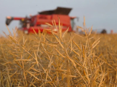Rzepakowe australijskie prognozy studzone przez soję, a giełda w cenowej rozterce