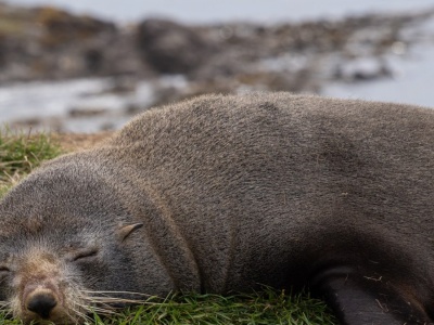 Wchodzi foka do baru... To nie żart!