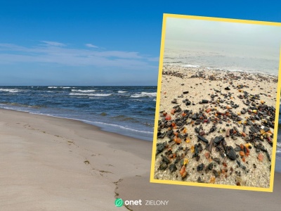 Bursztynowe szaleństwo nad Bałtykiem. 