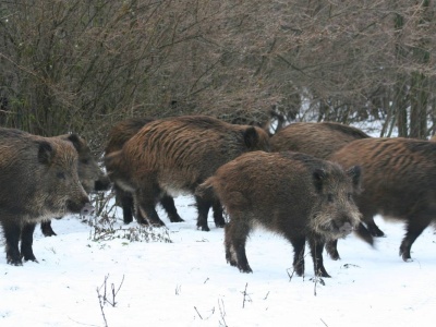 Minister informuje, że dzik z ASF-em to nie był zwykły akt kłusownictwa, ale strefy ograniczeń zostaną wprowadzone