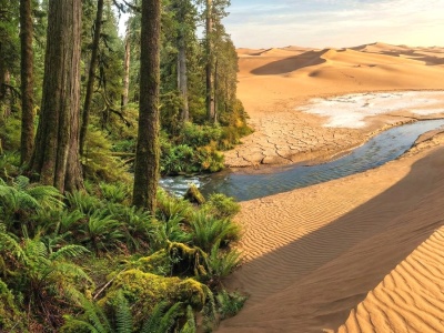 Zmienili gigantyczną pustynię w zielony raj. Projekt stulecia zadziwia