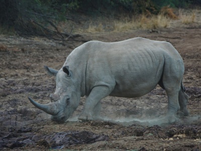 Nasi, zapomniana hybryda z Czech, która może ocalić gatunek. Jej historia nabiera nowego znaczenia