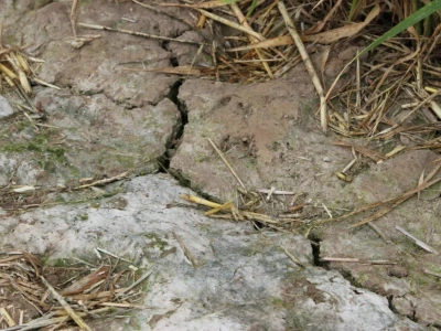 Pomoc suszowa: aplikacja suszowa będzie liczyć szkody po innych zjawiskach?