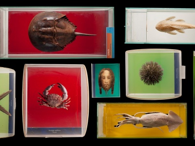 Czy Bóg może zamieszkać w naukach ścisłych?