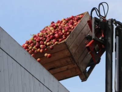 Cena jabłek na przemysł — gdzie dziś opłaca się sprzedać?