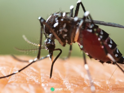 Komary tygrysie dotarły do Holandii. Minister zdrowia alarmuje