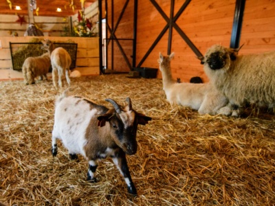 Żywa szopka w ZOO Borysew. Największa w regionie