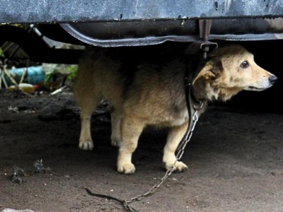 Apel do posłów o odrzucenie weta ws. ustawy łańcuchowej