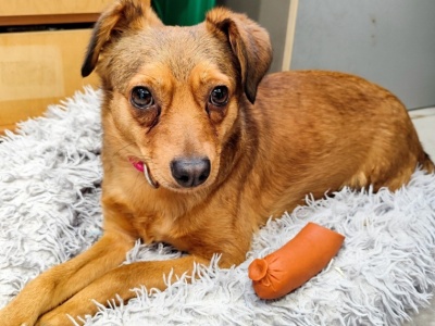 Psy z konińskiego schroniska, które czekają na swoją szansę