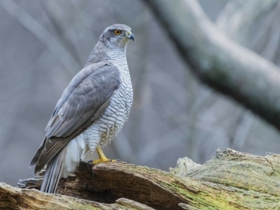 Populacja tego gatunku powoli maleje. Co jest przyczyną tego zjawiska?