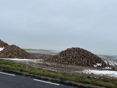 Czym grozi nieprzykrycie pryzmy buraków cukrowych?