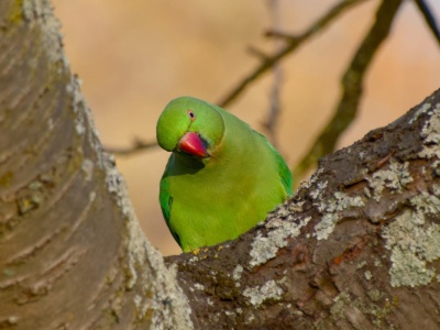Papugi wyleciały z klatek i nie boją się mrozów. Mogą niszczyć nasze domy i ogródki