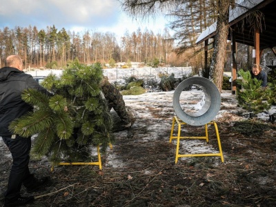 Oferują choinki prosto z lasu. Tu można samodzielnie wyciąć drzewko. 