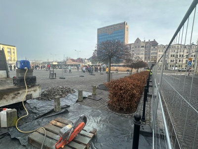 Plac Bohaterów Getta z nową zielenią. Grabowe szpalery już rosną (Galeria)