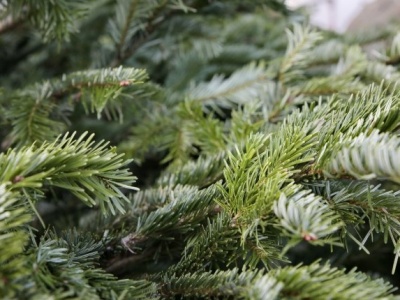 Kradną stroisz i choinki