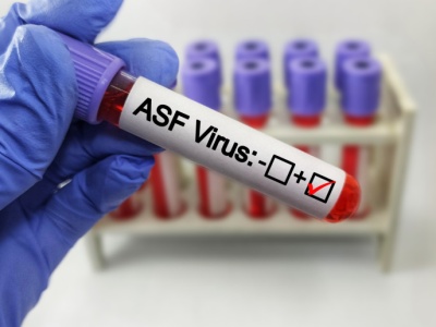Niepokojące wieści z Hiszpanii. Wirus ASF mógł wydostać się z laboratorium   