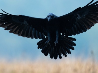 Zaczerniło się na polach w Polsce. Powraca olbrzymi czarny ptak