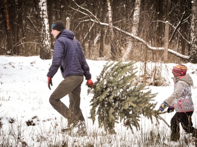 Wytnij swoją wymarzoną choinkę podczas Choinkobrania. Ile trzeba będzie zapłacić za drzewko?