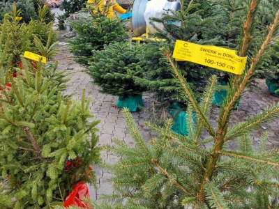Jak kupić choinkę, żeby nie mieć kłopotów? Prawnik ostrzega: Jest to przestępstwo