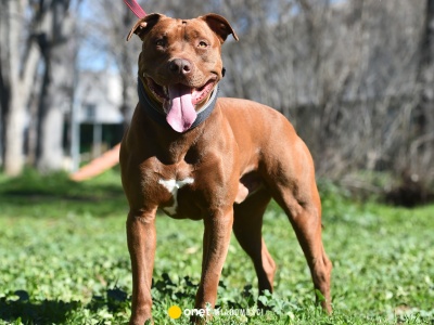 Tragedia na Zakynthos. Pitbull zagryzł dwuletniego chłopca