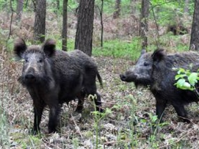 Martwy dzik z ASF w Łódzkiem. ABW bada sprawę