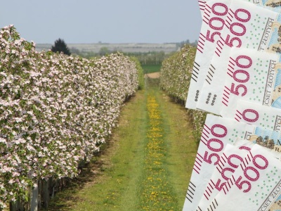 Pomoc dla sadowników do 2400 zł/ha. Wniosków przybywa, a czasu ubywa