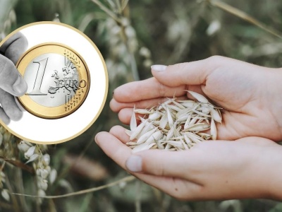 Mocne euro dusi ceny zbóż. Kanada bije rekordy, FAO ostrzega o nadpodaży