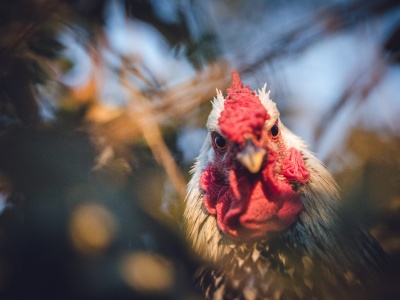Podpalacz z Pabianic uśmiercił 40 kur. Grozi mu 5 lat więzienia