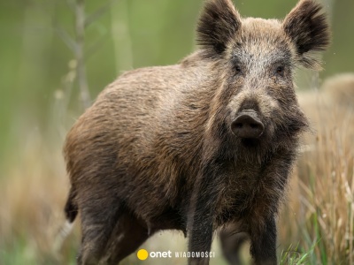 Ognisko ASF w Łódzkiem. Trwa poszukiwanie martwych zwierząt