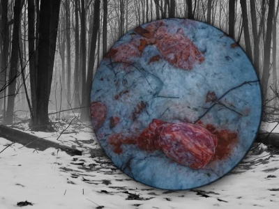 Szokujące znalezisko w lesie. „Głupota i skrajna ignorancja”