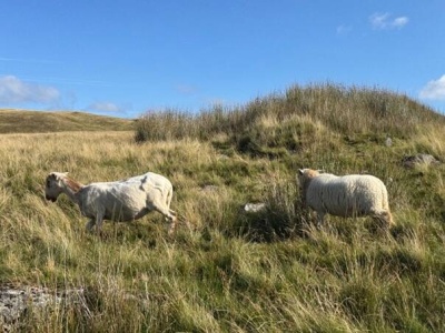 Nie chodzi tylko o drzewa. Walijski spór o zalesianie … z owcami w tle
