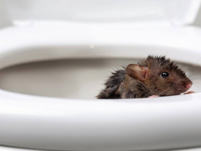 To może wyjść z Twojej toalety. Eksperci potwierdzają, ale mało kto o tym wie